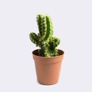 Store cactus1 free img